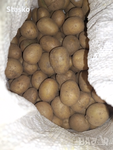 Картофи за семе, снимка 3 - За селскостопански - 52003749