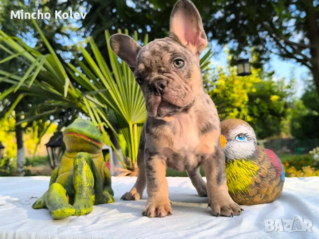 Френски булдог/french bulldog, снимка 1