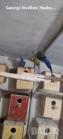 Продавам малки александри , снимка 8 - Папагали - 52697084