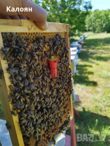 Пчелни майки    записване  2024, снимка 2 - За пчели - 40562935