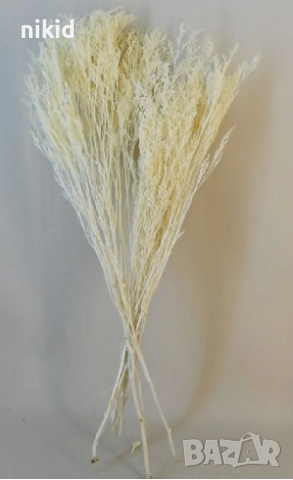 Сухи цветя натурални пампаска трева гипсофил за аранжировка аранжиране декорация бижута сапун , снимка 1 - Изкуствени цветя - 35915673