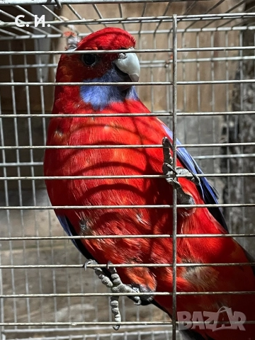 Пенантови розели , снимка 2 - Папагали - 52815177