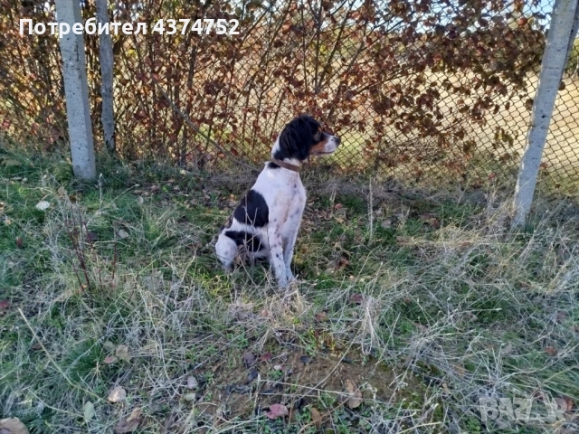 Женски бретон шпаньол, снимка 3 - Бретон шпаньол - 52876247