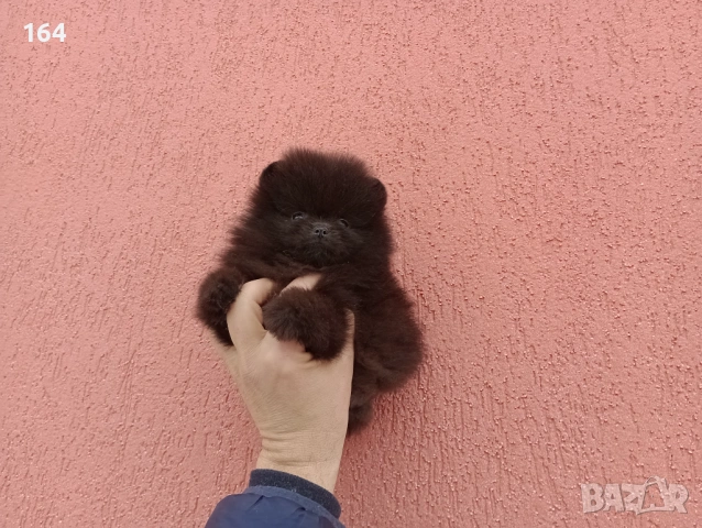 Мъжки шоколадов Померан. Реални снимки от 02.02.26 г., снимка 3 - Померан - 53316013