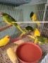 папагали на добри цени, снимка 3
