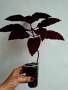 Колеус, coleus black dragon, снимка 2