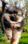 померан, мини померан , снимка 10
