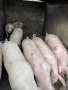 Свободни!! Домашни Прасета, снимка 2