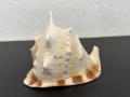 Гигантска морска раковина. №7779, снимка 3