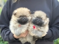 Померан померанчета, снимка 3