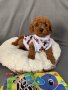 Пудел той с родословие poodle toy red, снимка 3