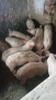 Продавам прасенца, снимка 4