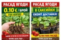 🌱 Свеж и здрав разсад директно от производител, снимка 2