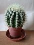 КАКТУС, снимка 2