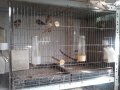 Продавам певчески канари, снимка 15