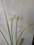 Циперус, водна палма, cyperus haspan, снимка 2