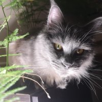 Котка Мейн Кун - Maine Coon - женска