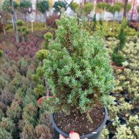 Хвойна Стрикта, Juniperus Stricta!!!, снимка 8 - Градински цветя и растения - 39272499