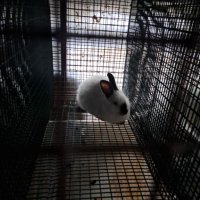 Продавам калифорнийски зайци, снимка 13 - Други животни - 38399540