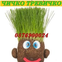 ПРОМО! Чичко Тревичко със саксийка СУПЕР ЦЕНА, снимка 1 - Други - 43071379