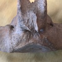 Фосил, прешлен от праисторически кит, снимка 1 - Други ценни предмети - 43285802