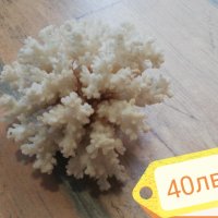 Морски съкровища минерали рапани корали морски звезди , снимка 1 - Колекции - 33368028