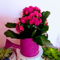 Каланхое 🌺, снимка 3 - Градински цветя и растения - 36765767