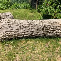 Орех дърво за материал-нарязан, снимка 2 - Други - 38083680