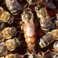 Пчелни майки, отводки ДБ, снимка 1 - За пчели - 35238856