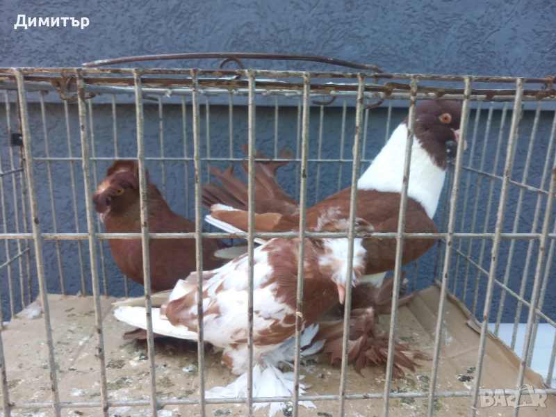 Продавам гълъби , снимка 1