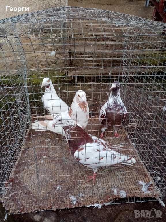 Мюлеманси , снимка 1