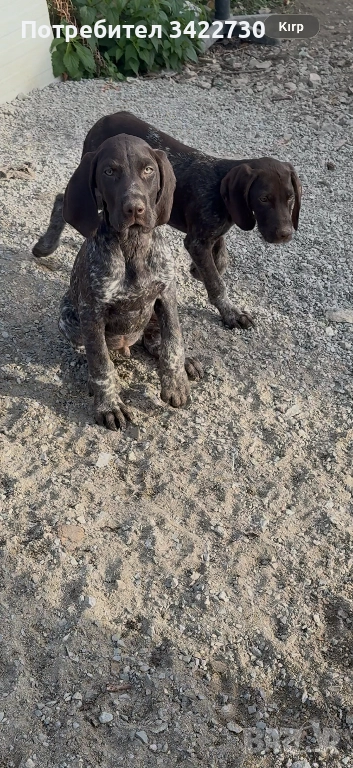 курцхаар и дратхар, снимка 1