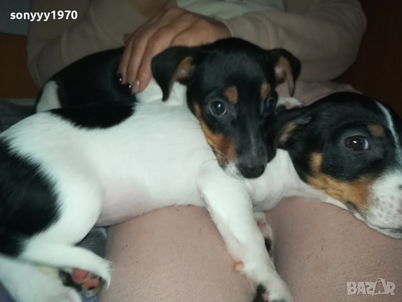 ДЖАК РЪСЕЛ-ЛЯВОТО ОТ СНИМКИТЕ 3110250739, снимка 1