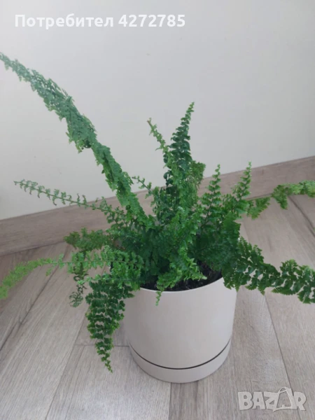 Къдрава папрат / Нефролепсис, снимка 1