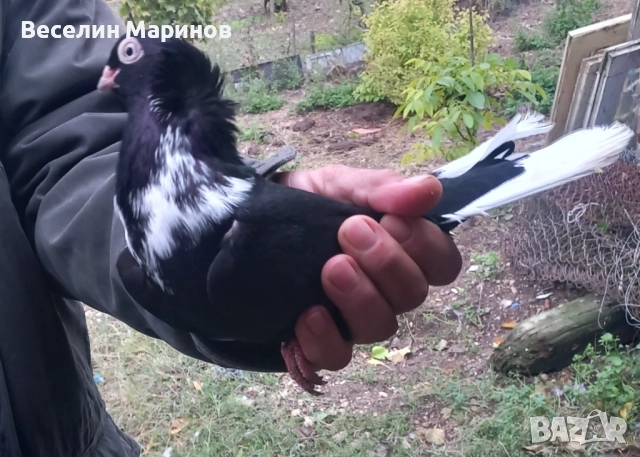 продавам    шуменски  гьлаби  нов  модел   25год,, снимка 1