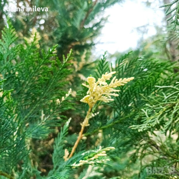 Кипарис Лейланди вариегатно, (Cupressocyparis leylandii 'Variegata'), снимка 1
