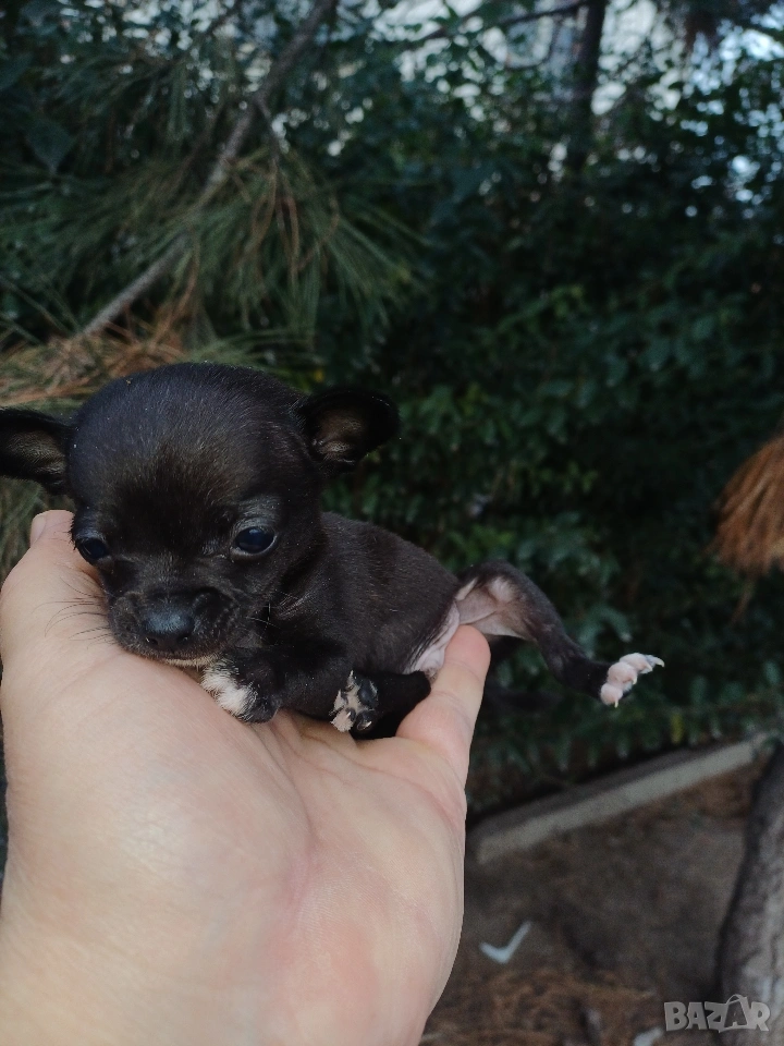 Мини чихуахуа , снимка 1