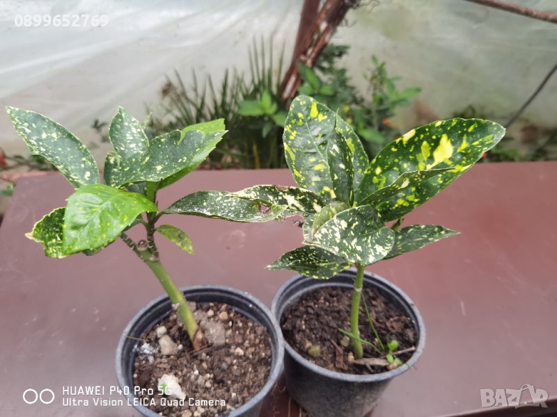 Акуба, снимка 1