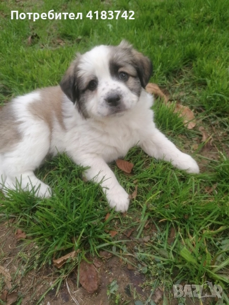 Кучета каракачанки, снимка 1