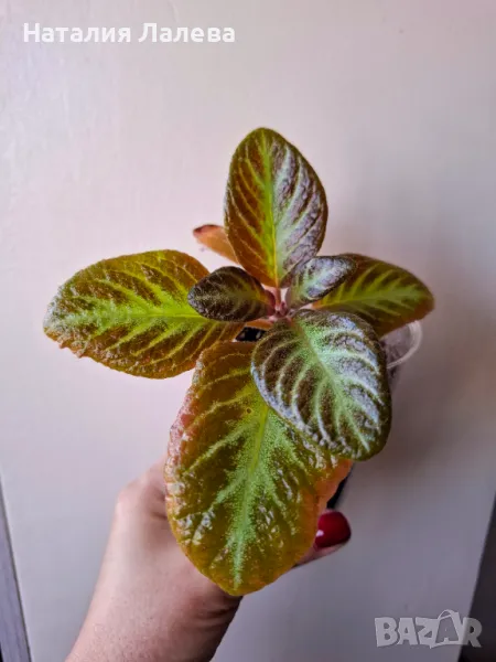 Еписция, жълта еписция,  episcia suomi, снимка 1