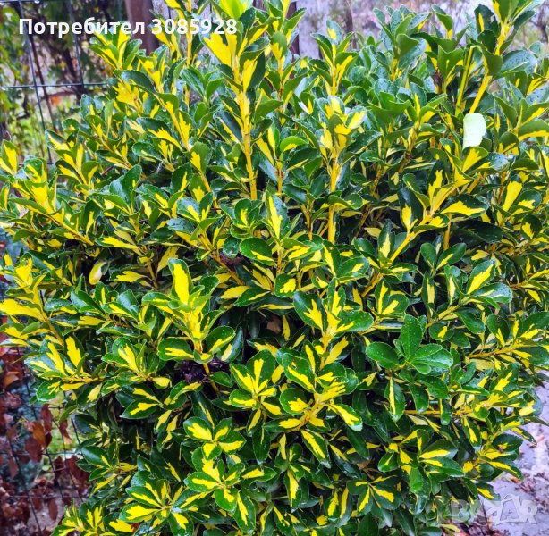 От април Храст Евронимус японика Вариегата /Euonymus japonicа aurea/, снимка 1