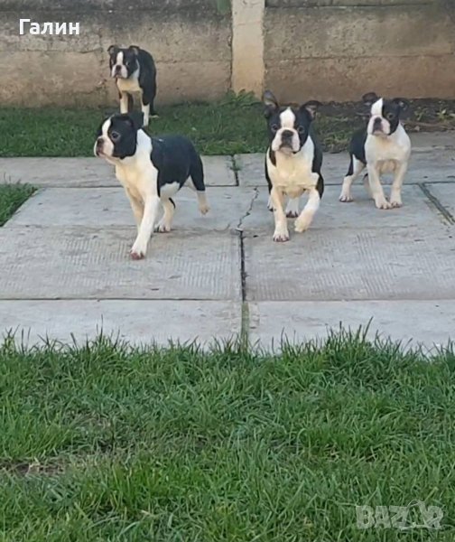 Бостън териер,Бостон териер, Бостън териер с родословие, снимка 1