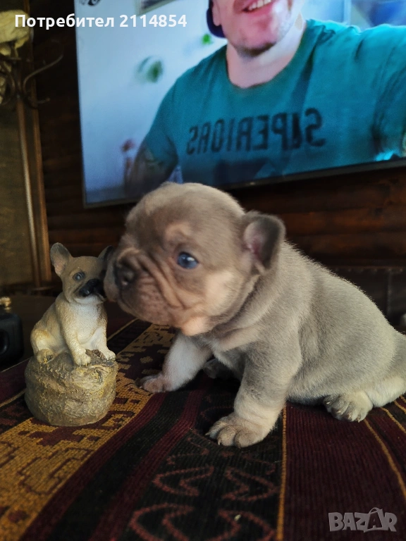 Френски булдог , снимка 1