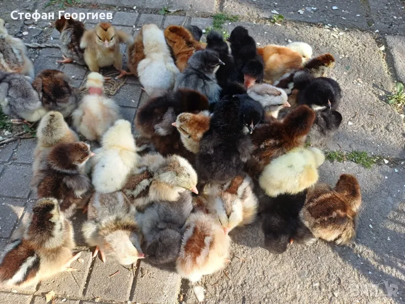 пиленца , снимка 1