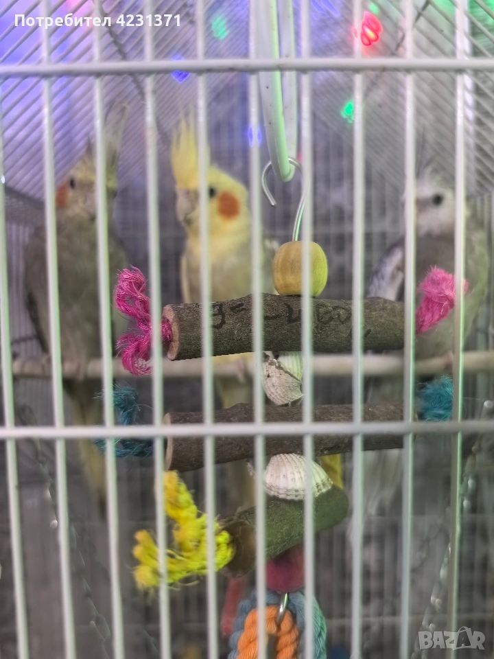 Папагали корела, снимка 1