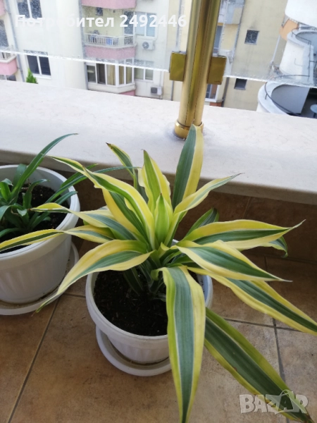 Драцена, снимка 1