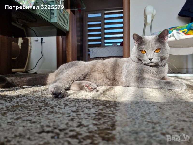 Британец за разплод, снимка 1