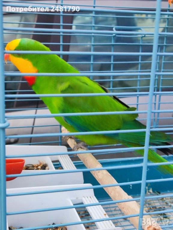 Птици на супер цени, снимка 1