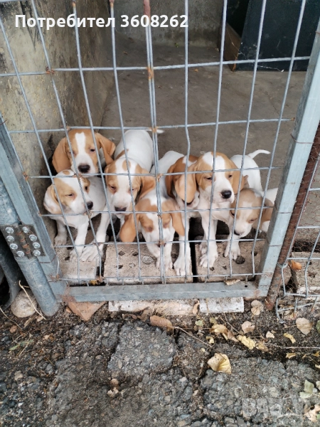 Пойнтер , снимка 1