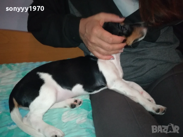 АЗ СЪМ КИКИ ОТ ВИДИН-ДЖАК НА 3 МЕСЕЦА-ВАШЕТО КОЛЕДНО КУТРЕ 3011251706, снимка 14 - Джак ръсел териер - 52594050